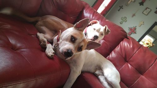 High angle view of dog sitting on sofa at home