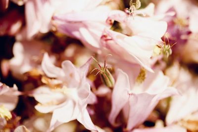 Close-up of pink cherry blossom