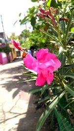 Close-up of pink flowers blooming outdoors