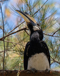 Close-up of bird perching on branch