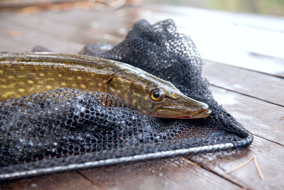 Close-up of fish