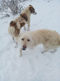 Dogs on snow covered field