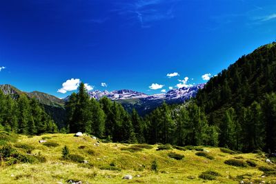 Trees in forest against blue sky