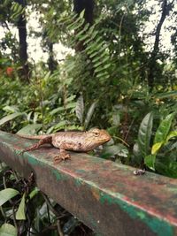 View of lizard on tree in forest