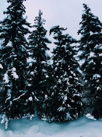 Low angle view of trees against sky during winter