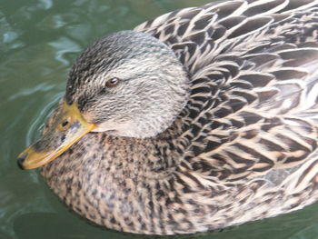 Close-up of mallard duck