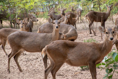 Deer standing in a field