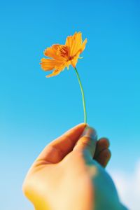 Close-up of hand holding flower against blue sky