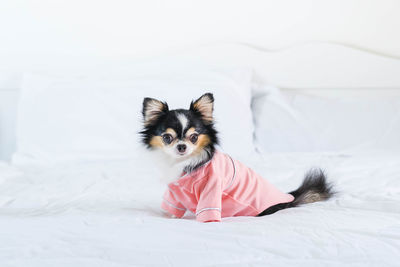 Portrait of dog sitting on bed
