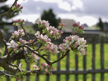 Close-up of pink flowering plant