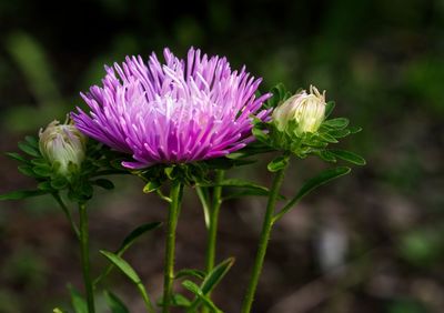 Close-up of pink flowering plant on field