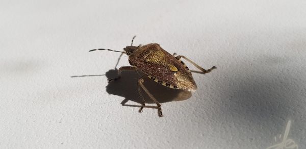 Close-up of grasshopper