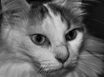 Close-up portrait of cat