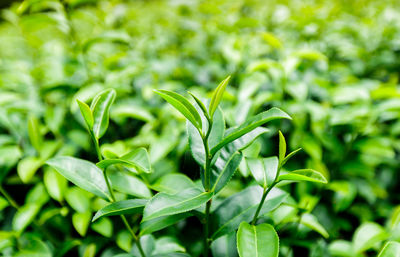 Close-up of fresh green leaves