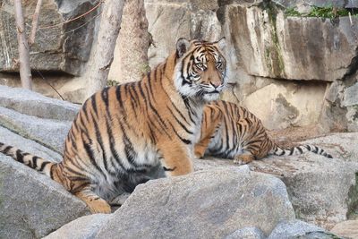 Cat relaxing on rock in zoo
