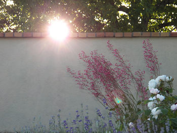 Scenic view of pink flowering plant against bright sun