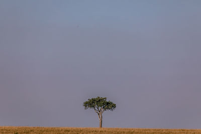 Single tree on field against clear sky