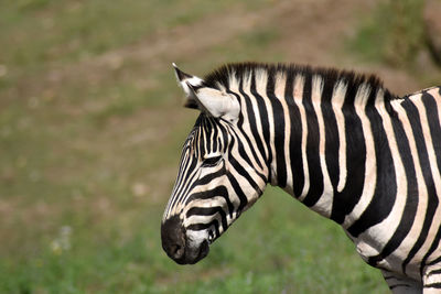 Side view of zebra standing on field