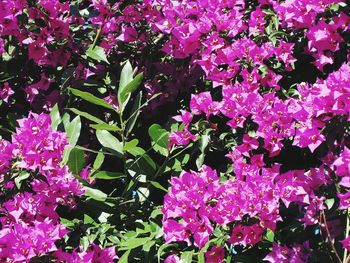 Close-up of pink flowers