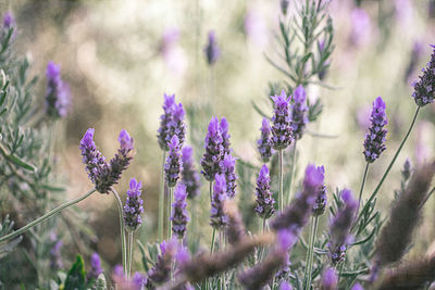 Close-up of purple flowering plants on field