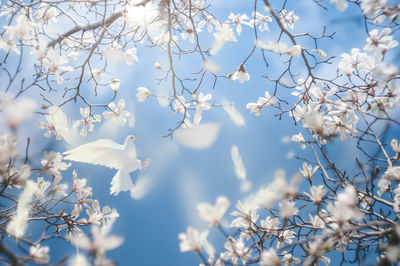 Low angle view of white flowering tree against blue sky