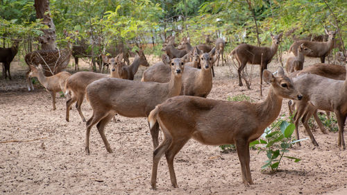 Herd deer that gather in the zoo.many deer are standing and looking at camera.