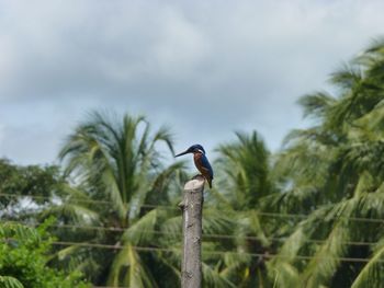 Low angle view of birds perching on tree