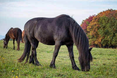 Horses grazing in a field