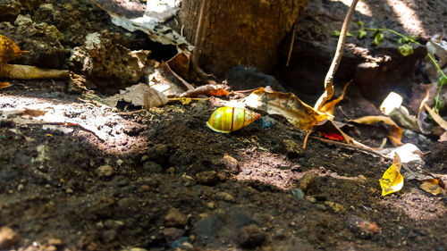 High angle view of insect on rock