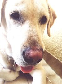 Close-up portrait of dog