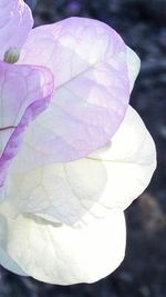 Close-up of flowers against blurred background