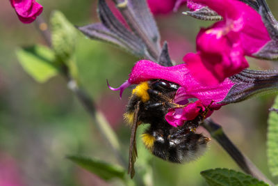 Macro shot of a bee pollinating a pink salvia flower