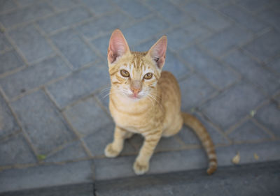 Portrait of cat