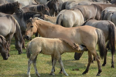 Side view of horse feeding young animal