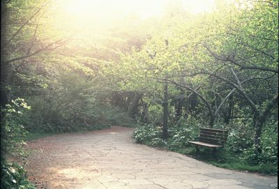 Scenic view of plants growing against trees