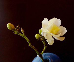 Close-up of white flowers against black background