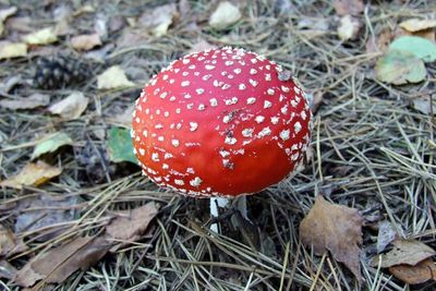 Close-up of fly agaric mushroom on field