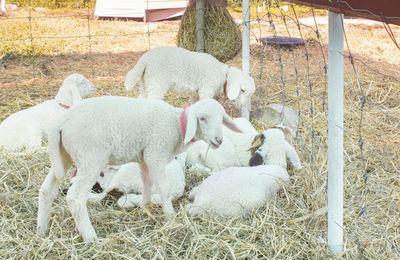 Sheep in a field