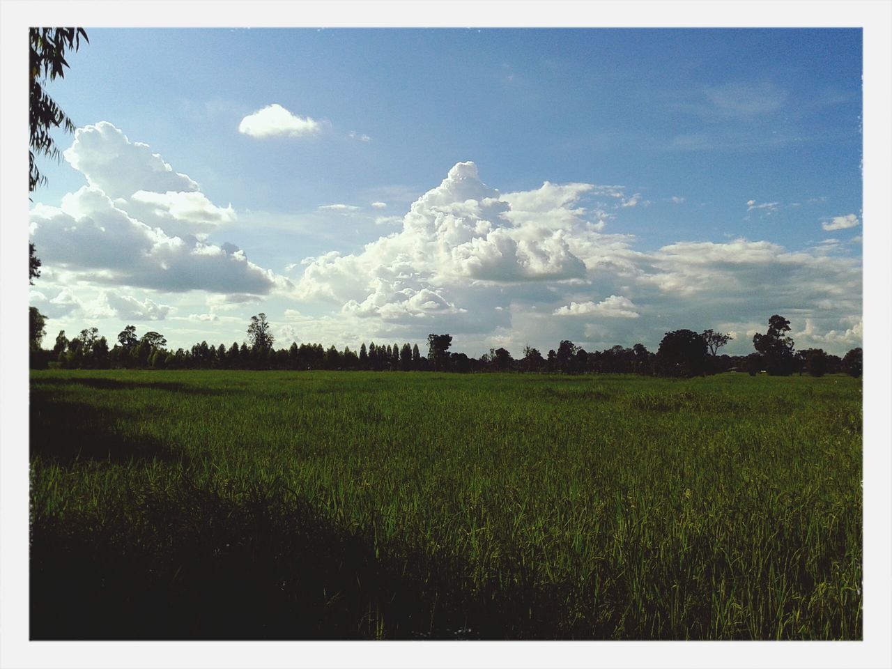 transfer print, field, sky, grass, landscape, tranquil scene, tranquility, auto post production filter, beauty in nature, scenics, rural scene, growth, nature, green color, cloud - sky, agriculture, grassy, cloud, farm, meadow