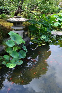 Close-up of plants in lake