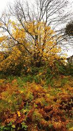 Yellow flowers growing on field