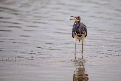 Bird perching on a lake