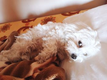 Portrait of dog relaxing on bed at home