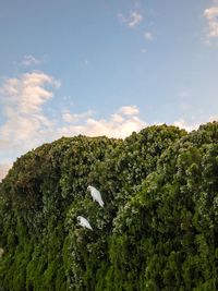 Plants growing on land against sky