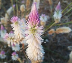 Close-up of pink flower