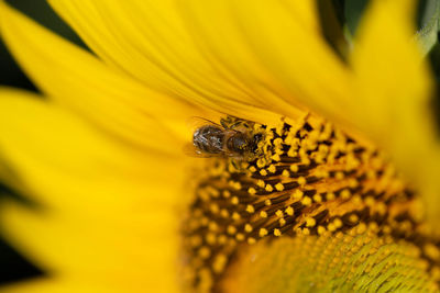 Close-up of insect on yellow flower