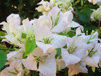 Close-up of flowers blooming outdoors