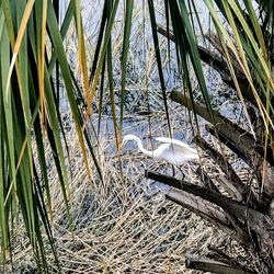 View of a bird on the ground