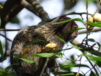 Monkey on a tree