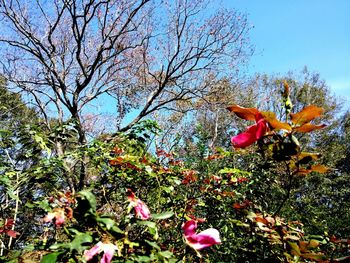 Low angle view of flower tree against sky